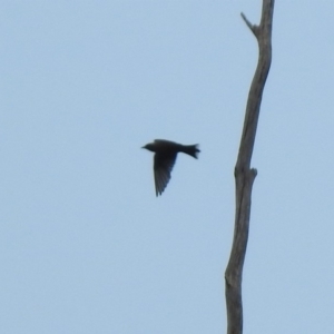 Artamus cyanopterus at Tuggeranong DC, ACT - 21 Jan 2020