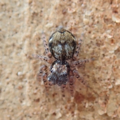 Servaea sp. (genus) (Unidentified Servaea jumping spider) at Mount Painter - 17 Jan 2020 by CathB