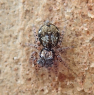 Servaea sp. (genus) (Unidentified Servaea jumping spider) at Cook, ACT - 18 Jan 2020 by CathB