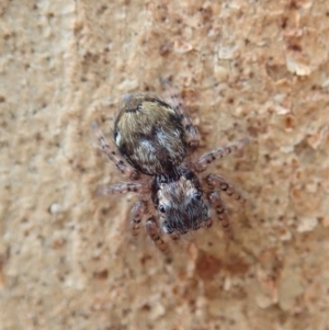 Servaea sp. (genus) at Cook, ACT - 18 Jan 2020