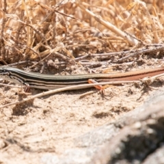 Ctenotus taeniolatus (Copper-tailed Skink) at Lower Molonglo - 22 Jan 2020 by SWishart