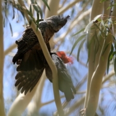 Callocephalon fimbriatum (Gang-gang Cockatoo) at Gigerline Nature Reserve - 21 Jan 2020 by RodDeb