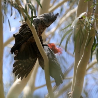 Callocephalon fimbriatum (Gang-gang Cockatoo) at Gigerline Nature Reserve - 21 Jan 2020 by RodDeb