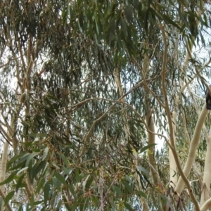 Callocephalon fimbriatum at Tennent, ACT - suppressed