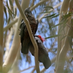 Callocephalon fimbriatum at Tennent, ACT - 21 Jan 2020