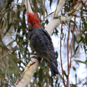 Callocephalon fimbriatum at Tennent, ACT - 21 Jan 2020