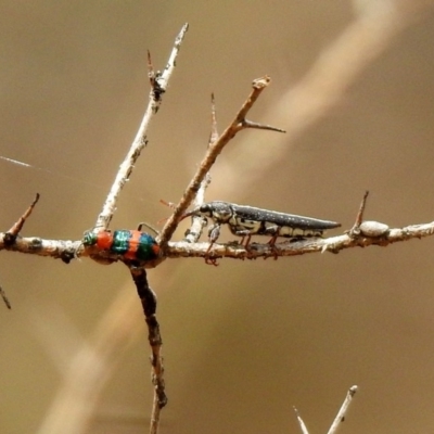 Dicranolaius bellulus (Red and Blue Pollen Beetle) at Gigerline Nature Reserve - 21 Jan 2020 by RodDeb