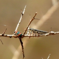 Dicranolaius bellulus at Tennent, ACT - 21 Jan 2020