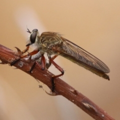 Colepia ingloria (A robber fly) at Gigerline Nature Reserve - 21 Jan 2020 by RodDeb