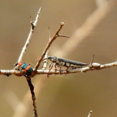 Rhinotia sp. (genus) (Unidentified Rhinotia weevil) at Gigerline Nature Reserve - 21 Jan 2020 by RodDeb