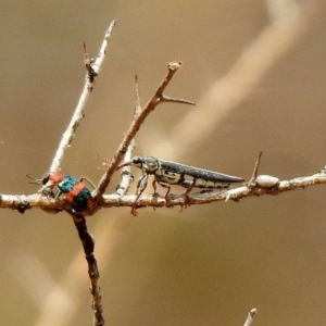 Rhinotia sp. (genus) at Tennent, ACT - 21 Jan 2020