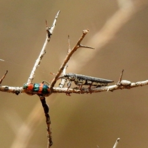 Rhinotia sp. (genus) at Tennent, ACT - 21 Jan 2020