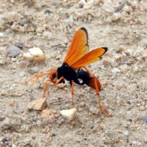 Cryptocheilus bicolor at Tennent, ACT - 21 Jan 2020 12:27 PM