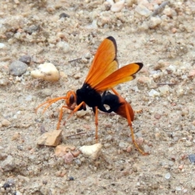 Cryptocheilus bicolor (Orange Spider Wasp) at Gigerline Nature Reserve - 21 Jan 2020 by RodDeb