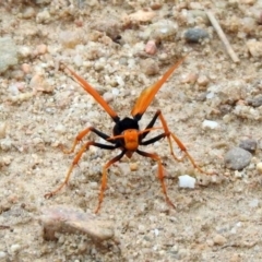 Cryptocheilus bicolor at Tennent, ACT - 21 Jan 2020