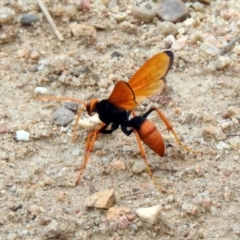 Cryptocheilus bicolor at Tennent, ACT - 21 Jan 2020