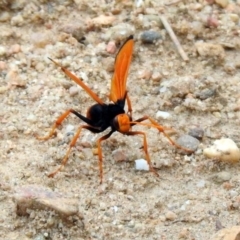 Cryptocheilus bicolor at Tennent, ACT - 21 Jan 2020