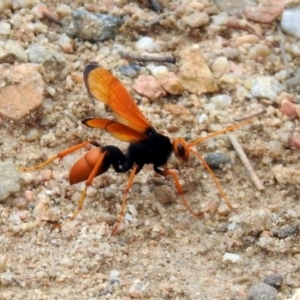 Cryptocheilus bicolor at Tennent, ACT - 21 Jan 2020