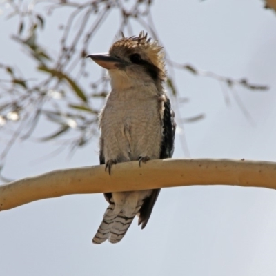 Dacelo novaeguineae (Laughing Kookaburra) at Gigerline Nature Reserve - 21 Jan 2020 by RodDeb