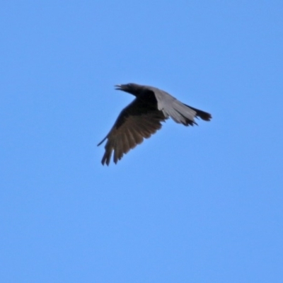 Corvus mellori (Little Raven) at Gigerline Nature Reserve - 21 Jan 2020 by RodDeb