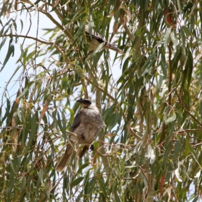 Philemon corniculatus (Noisy Friarbird) at Gigerline Nature Reserve - 21 Jan 2020 by RodDeb