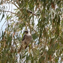 Philemon corniculatus (Noisy Friarbird) at Tennent, ACT - 21 Jan 2020 by RodDeb