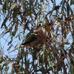 Philemon corniculatus at Tennent, ACT - 21 Jan 2020