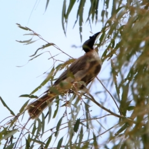 Philemon corniculatus at Tennent, ACT - 21 Jan 2020 02:01 PM