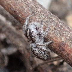Clynotis severus (Stern Jumping Spider) at Aranda Bushland - 17 Jan 2020 by CathB