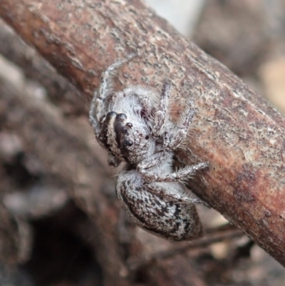 Clynotis severus (Stern Jumping Spider) at Aranda Bushland - 17 Jan 2020 by CathB