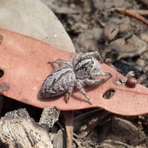 Clynotis severus at Aranda, ACT - 18 Jan 2020