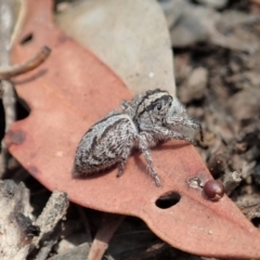 Clynotis severus at Aranda, ACT - 18 Jan 2020