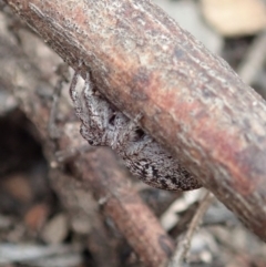 Clynotis severus at Aranda, ACT - 18 Jan 2020