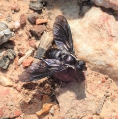 Pseudopenthes fenestrata (Window-winged bee fly) at Aranda Bushland - 18 Jan 2020 by CathB
