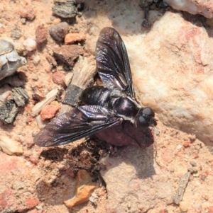 Pseudopenthes fenestrata at Point 3852 - 18 Jan 2020