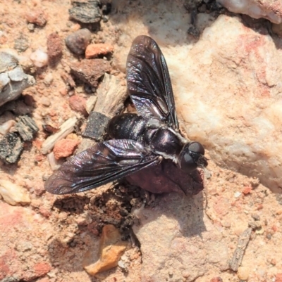 Pseudopenthes fenestrata (Window-winged bee fly) at Aranda Bushland - 18 Jan 2020 by CathB