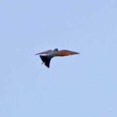 Merops ornatus (Rainbow Bee-eater) at Gigerline Nature Reserve - 21 Jan 2020 by RodDeb