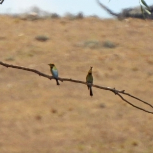 Merops ornatus at Tennent, ACT - 21 Jan 2020 01:03 PM