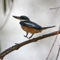 Todiramphus sanctus (Sacred Kingfisher) at Tennent, ACT - 21 Jan 2020 by RodDeb