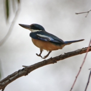 Todiramphus sanctus at Tennent, ACT - 21 Jan 2020 02:04 PM