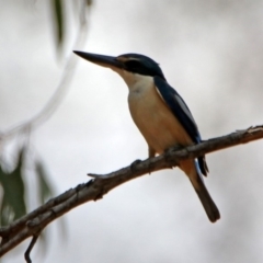 Todiramphus sanctus at Tennent, ACT - 21 Jan 2020 02:04 PM