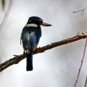 Todiramphus sanctus at Tennent, ACT - 21 Jan 2020