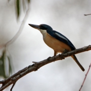 Todiramphus sanctus at Tennent, ACT - 21 Jan 2020