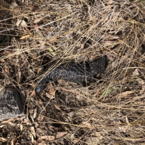 Tiliqua rugosa at Cook, ACT - 21 Jan 2020