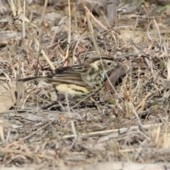 Pyrrholaemus sagittatus (Speckled Warbler) at Tennent, ACT - 21 Jan 2020 by RodDeb