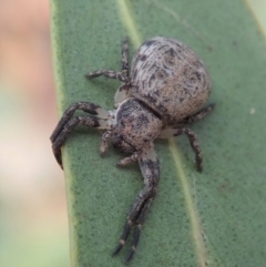 Cymbacha ocellata (Crab spider) at Mount Painter - 21 Jan 2020 by CathB