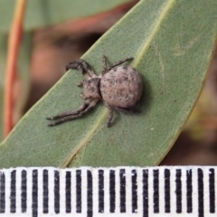 Cymbacha ocellata at Cook, ACT - 21 Jan 2020