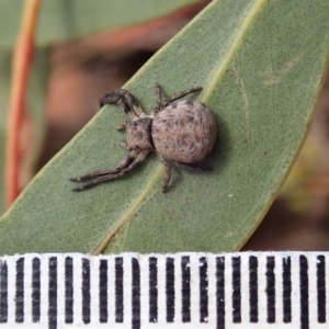 Cymbacha ocellata at Cook, ACT - 21 Jan 2020 11:17 AM