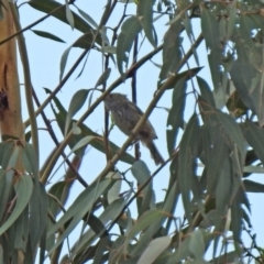 Acanthiza pusilla (Brown Thornbill) at Gigerline Nature Reserve - 21 Jan 2020 by RodDeb