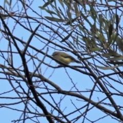 Smicrornis brevirostris (Weebill) at Gigerline Nature Reserve - 21 Jan 2020 by RodDeb